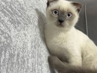 Scottish fold erkek