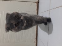Female scottish fold for free adoption