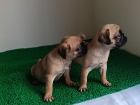 Pink taşıyıcı pug