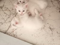 Bursa içi british longhair yavrular