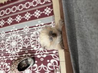 Irk ve sağlık garantili scottish fold yavrumuz