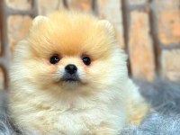 Ayı surat pomeranian boo