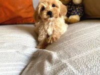 EV ORTAMINDAN ORJİNAL MALTİPOO YAVRULARI