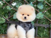 Pomeranian boo yavrumuz