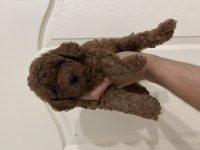 Erkek Red Toy Poodle
