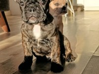 Briendli bebeğimiz french bulldog