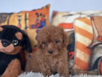Kore kan bebiş poodle
