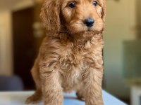 2 aylık dişi Maltipoo yavrusu