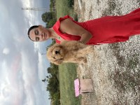 Toy Poodle Yavrularım Sağlık Ve Arık Garantilidir