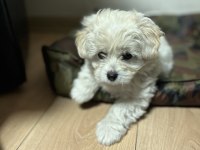 2 buçuk aylık maltipoo