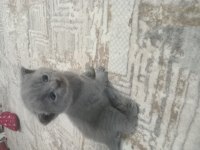 Minik yavru kedimiz