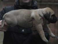 A Class Dev Adayı Presa Canario Yavruları
