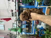 Orijinal toy Poodle yavrularımız