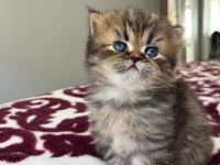 YUVARLAK SURAT TOP KAFA NY25 ASLAN KRAL KEDİMİZ