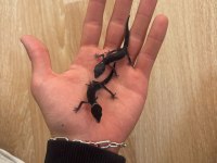 Black nghıt leopard gecko