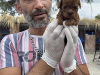 Kore Poodle Köpeği