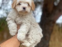 Ruhsatlı köpek çifliğinden maltipoo yavrular 