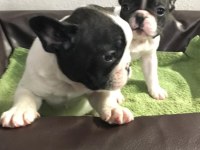 FRENCH BULLDOG YAVRULARI