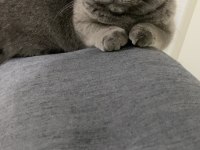 British shorthair kedisi