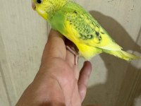 30 GÜNLÜK ERKEK BEBEK MUHABBET KUŞUMUZ