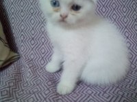 Scottish fold yavru