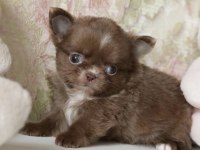 TÜRKİYENİN EN MİNİK TEACUP CHİHUAHUA BEBEKLERİ