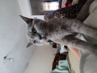 5 Aylık Yanında Kumu Maması Verilecek Kedimiz