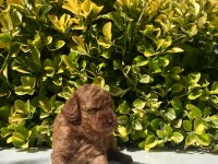 Irk Garantili Red Brown Toy Poodle