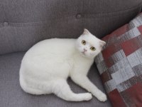 Mavi Gözlü British Shorthair yavrumuz