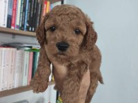 Maltipoo bebekler