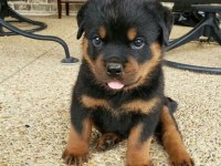 Evinizin Neşesi Rottweiler Bebişler Her Yere Kapıda Öde