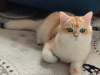 British shorthair golden erkek
