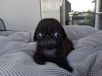 Pink Carrier Pug Yavrular
