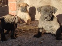 Presa canario köpekler