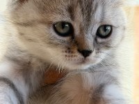 Silver british shorthair güzellikler teslime hazır