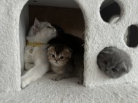 Oyun Meraklısı scottish fold Minnoşlar