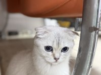 Ücretsiz sahiplendirme scottish fold