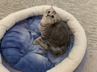 Güzel British Shorthair Kızımız Sahiplendirilecek