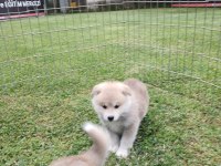 Akkuş Üretim Çiftliğinden Akita Yavruları