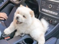 A kalite chow chow yavrular
