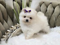 Pomeranian Boo Köpeğimiz