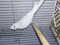 Anne baba albino mutasyon sultan papağanı yavrular