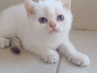 Bursa Golden ve Golden Point British Shorthair Yavrular