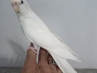 Evcil Dişi Bilezikli Sultan Papağanı