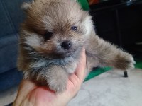 Adana Sarıçam 0 numara dişi pomeranian boo ayı surat