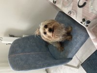 Sevimli yorkshire terrier kızımız