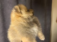Pomeranian boo bebeğimiz