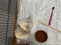 Maltese terrier yavru