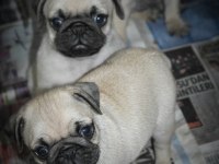 Pug mops yavrularım