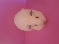 Sheltie ginepig yavrumuz